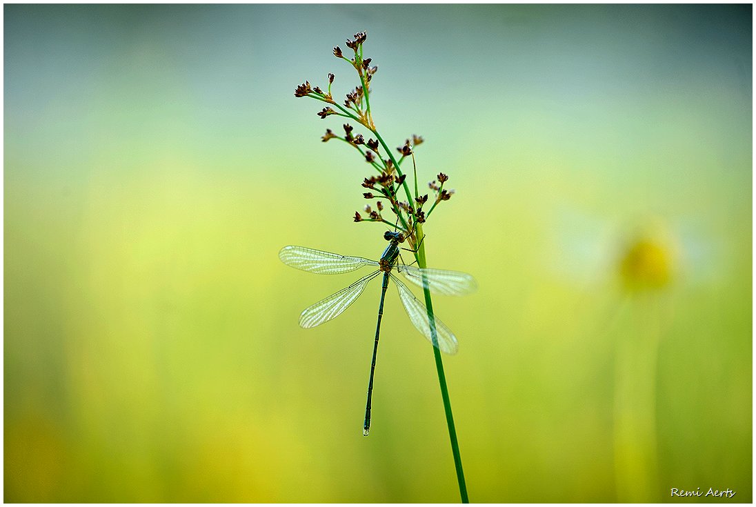 photo "***" tags: nature, macro and close-up, 