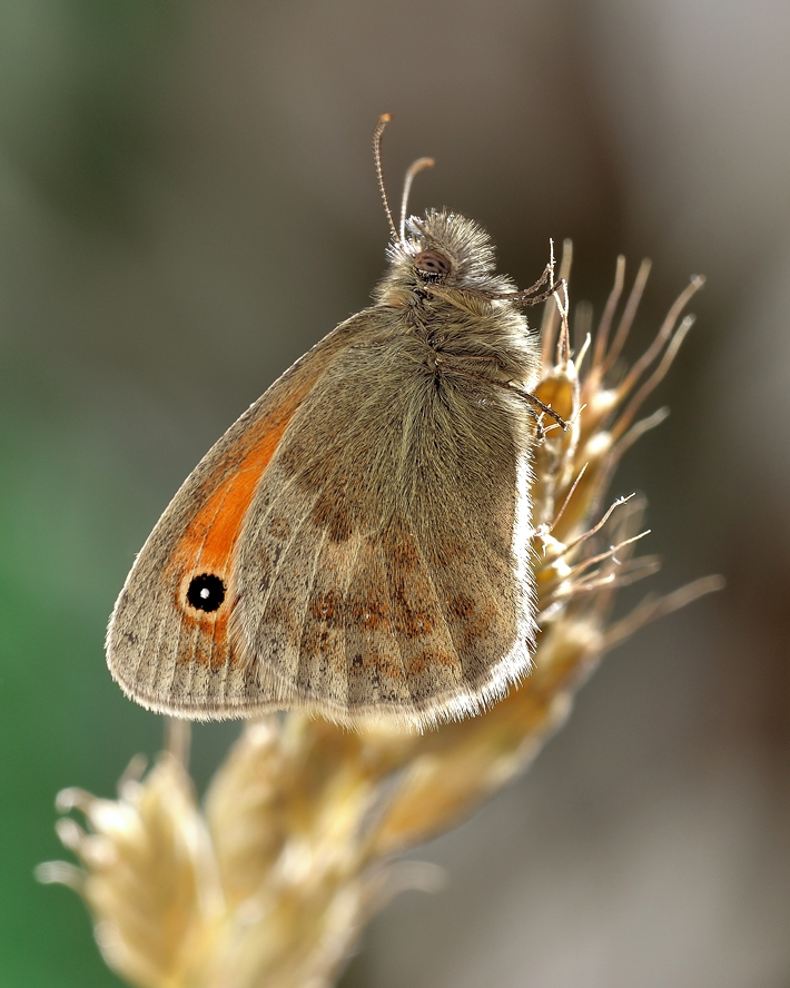 photo "***" tags: macro and close-up, 