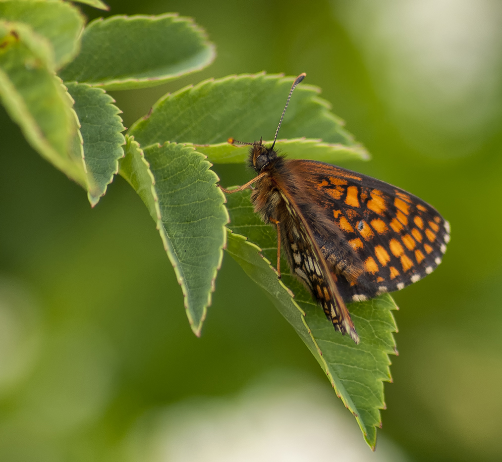 photo "***" tags: nature, macro and close-up, 