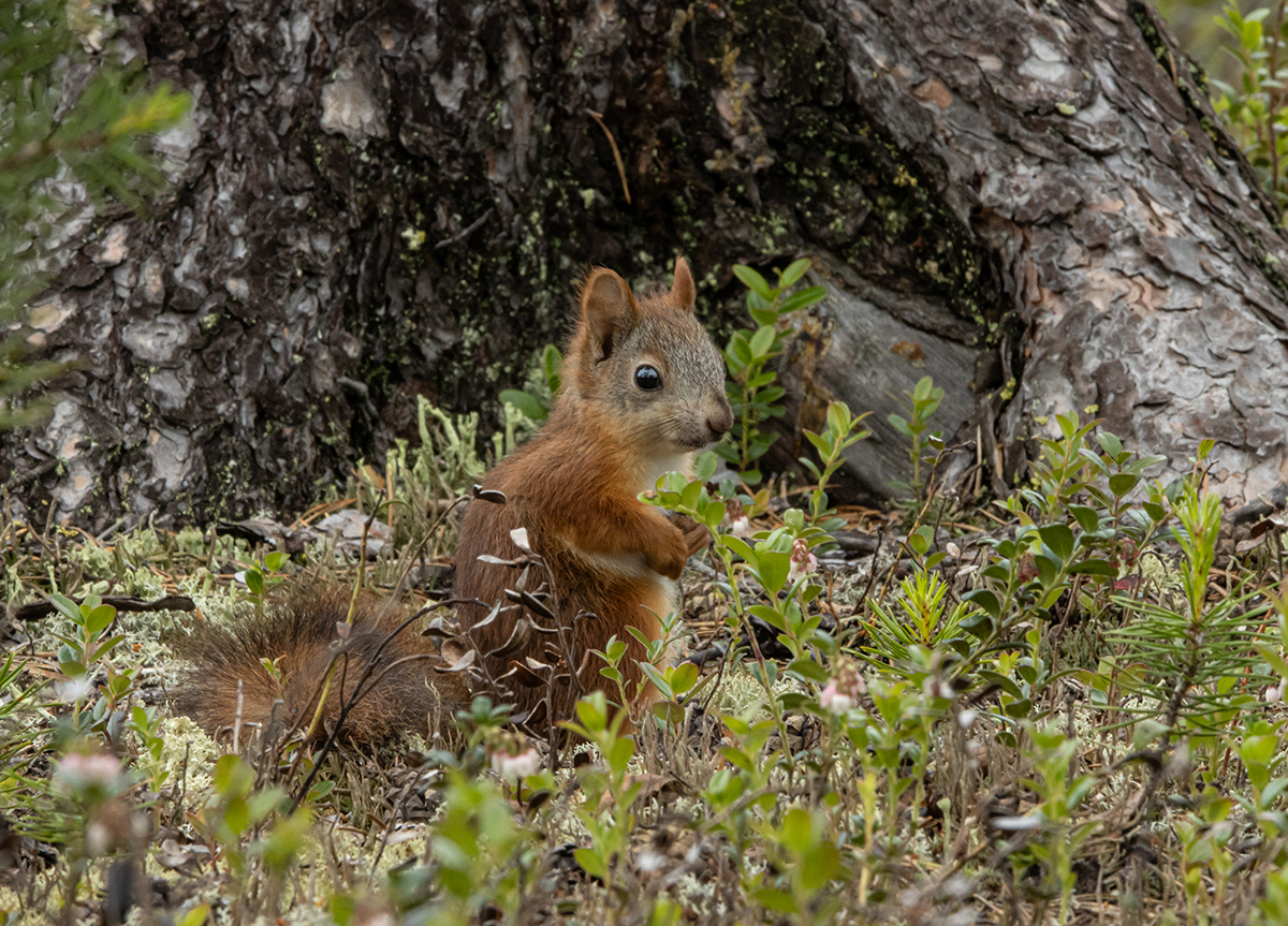 photo "Taiga inhabitant" tags: nature, squirrel, taiga, wild animals, фауна, фотоохота