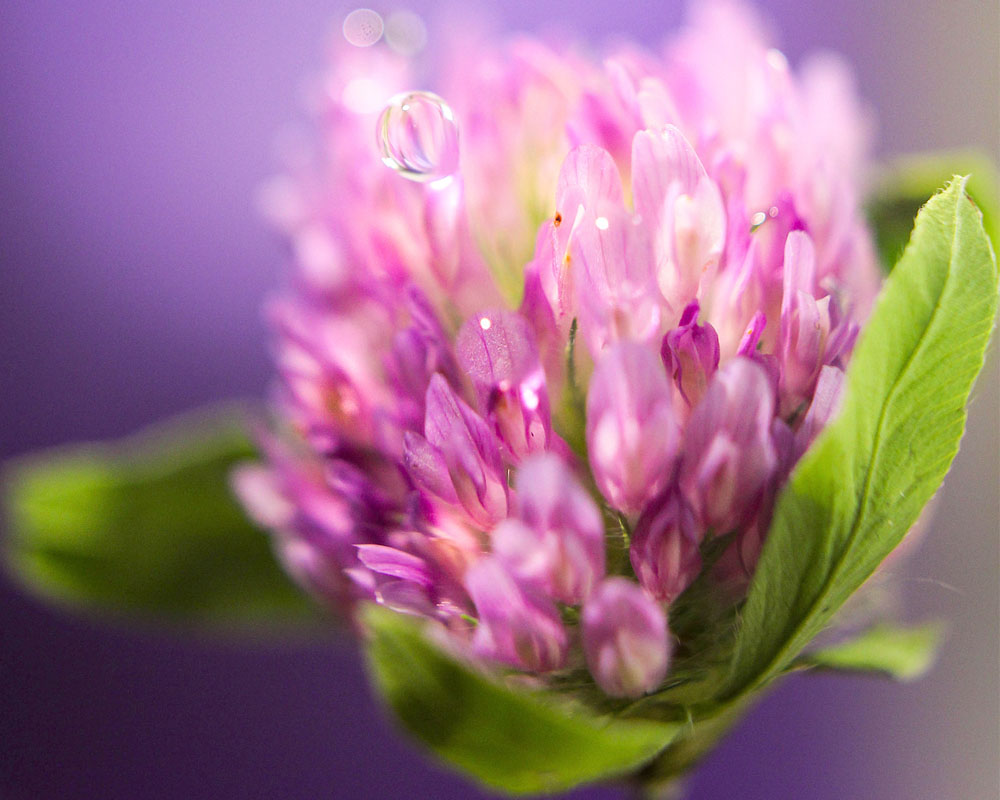 photo "***" tags: macro and close-up, nature, 