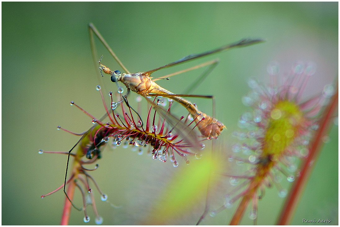 photo "***" tags: nature, macro and close-up, 