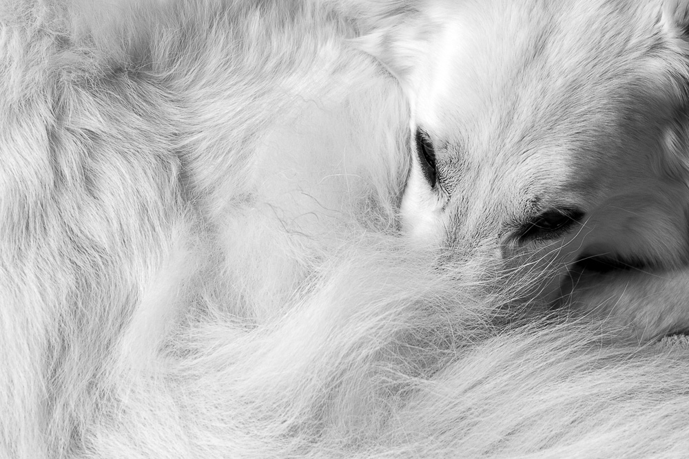 photo "Hair" tags: black&white, humor, misc., animal, berger, berger blanc suisse, dog, hair, monochrom, white