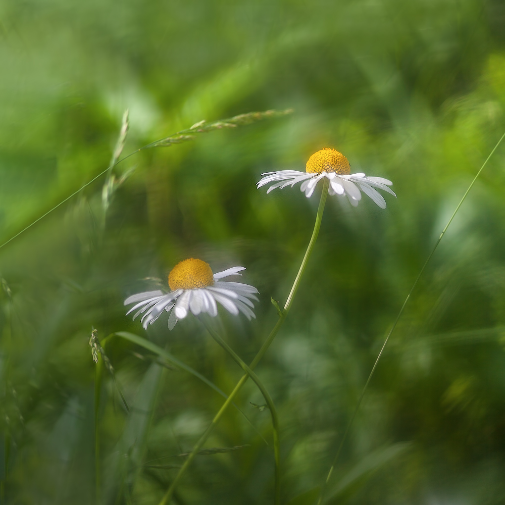 photo "***" tags: macro and close-up, 