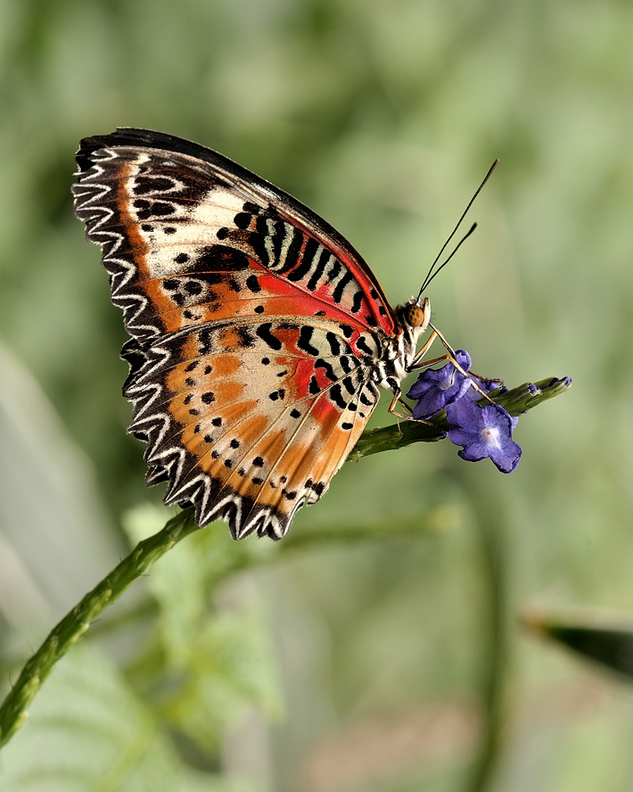 photo "***" tags: macro and close-up, 