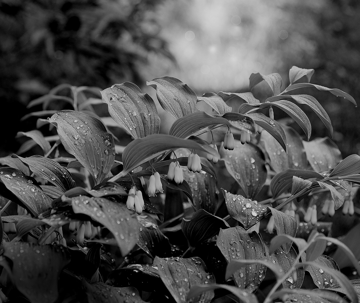 photo "***" tags: landscape, nature, black&white, 