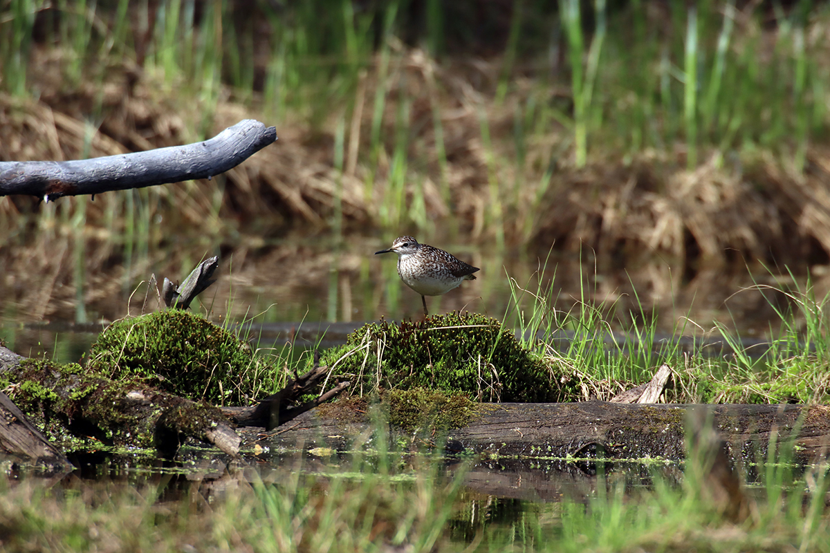 photo "On the swamp" tags: nature, forest, taiga, water, wild animals, болото, кулик, фауна, фифи, фотоохота