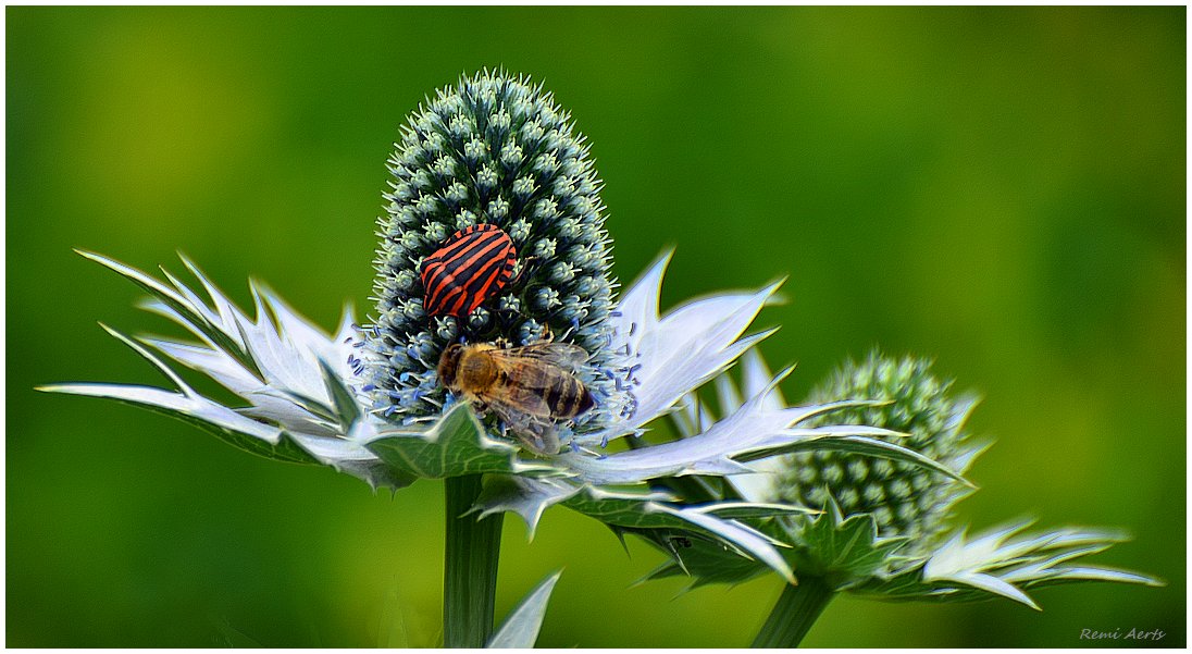 photo "Graphasoma lineatum" tags: nature, macro and close-up, 