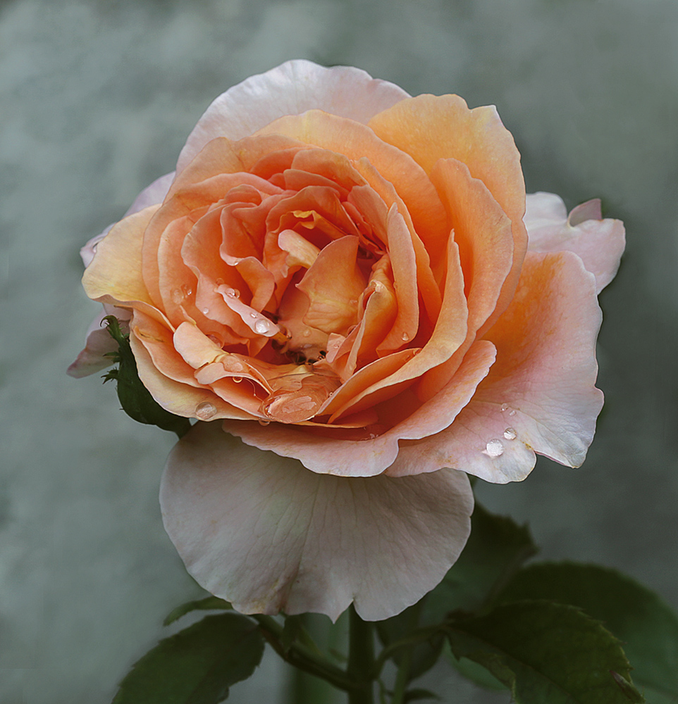 фото "Привкус воспоминаний" метки: макро и крупный план, природа, роза