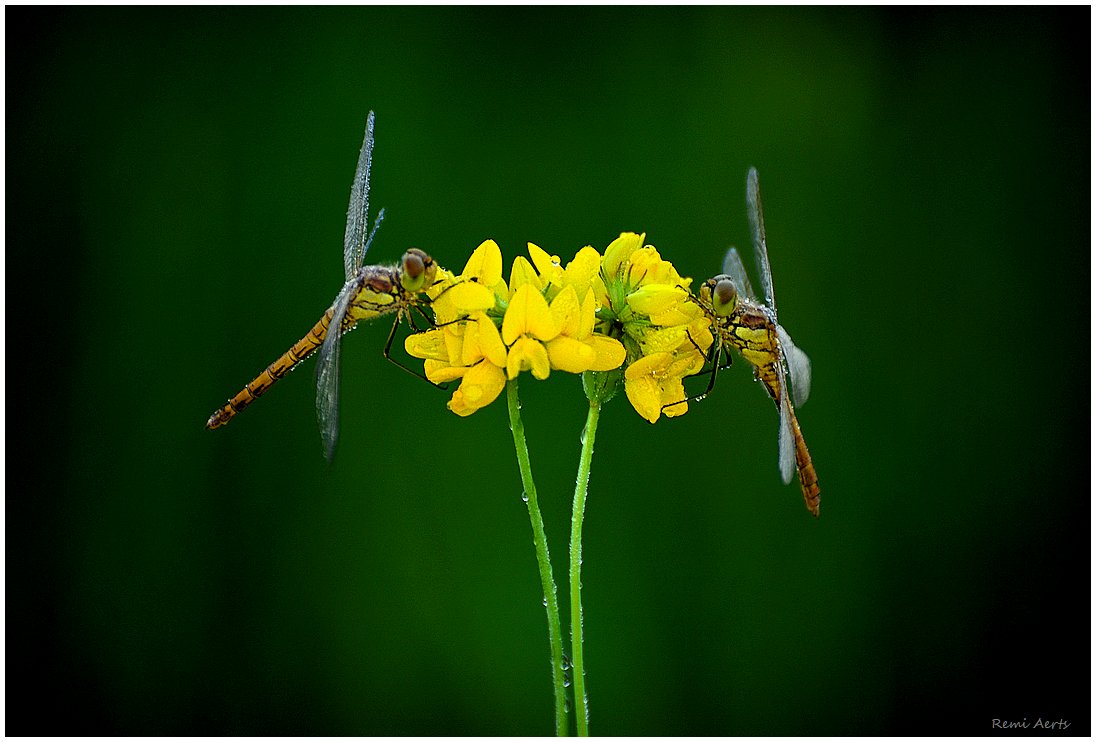 photo "***" tags: nature, macro and close-up, 