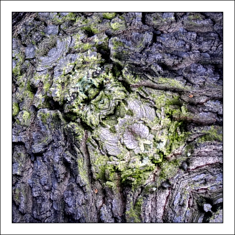 photo "the happy little man" tags: digital art, nature, macro and close-up, bark, close-up, mirror, root, tree