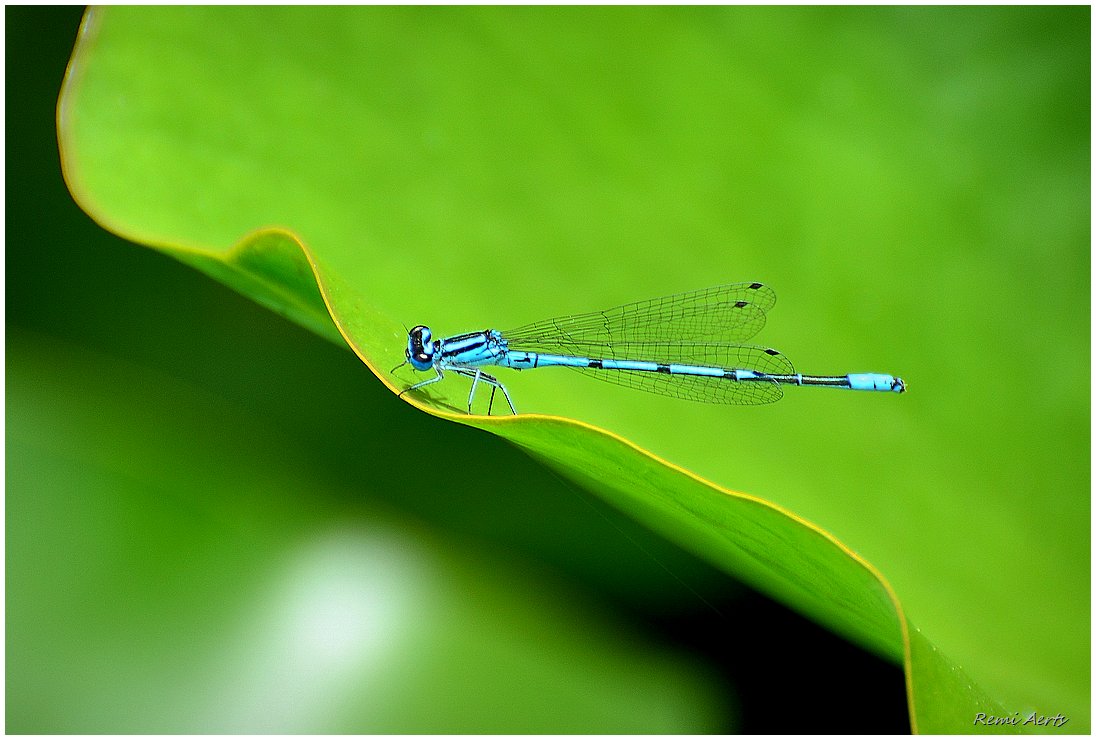 photo "***" tags: macro and close-up, nature, 