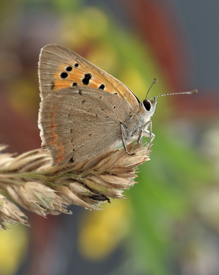 photo "***" tags: macro and close-up, 