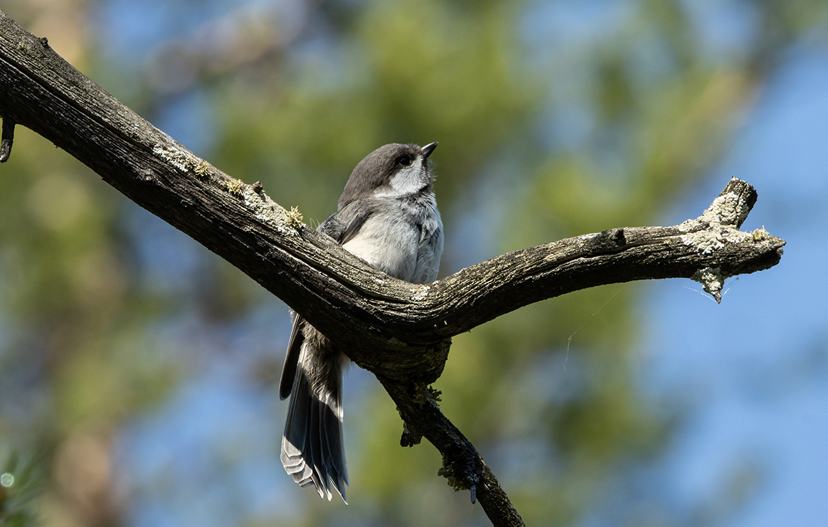 photo "Look" tags: nature, bird, forest, taiga, гаичка, сероголовая гаичка., фауна, фотоохота