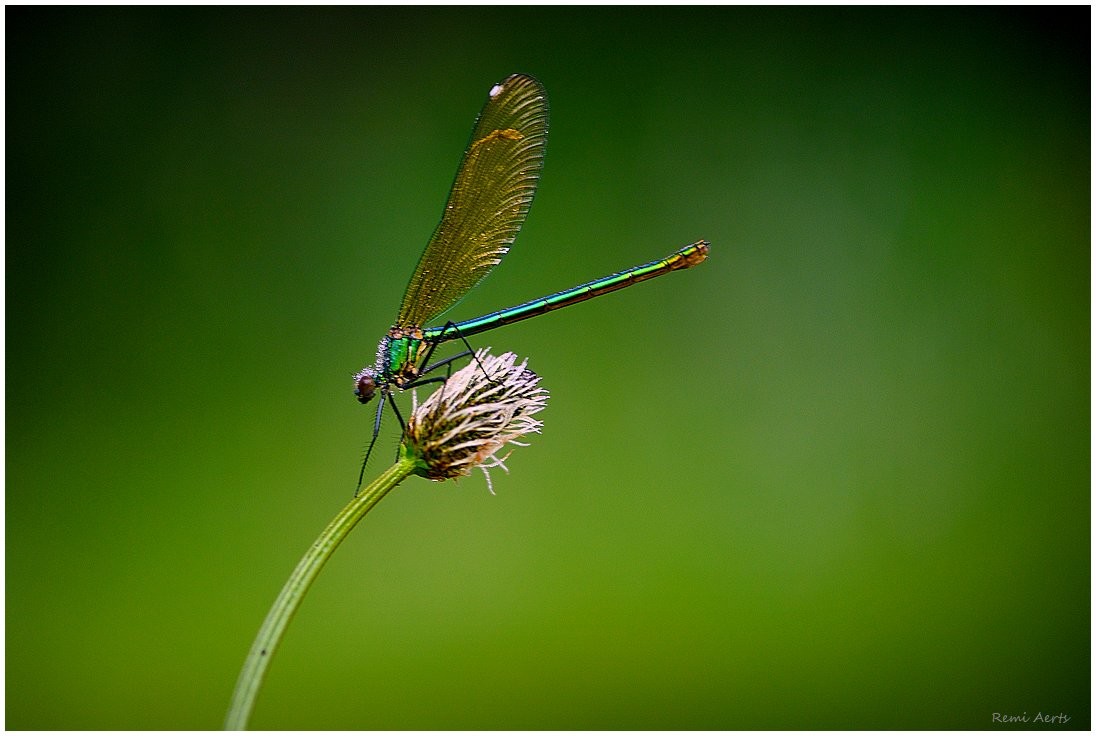 photo "Calopteryx splendens" tags: nature, macro and close-up, 