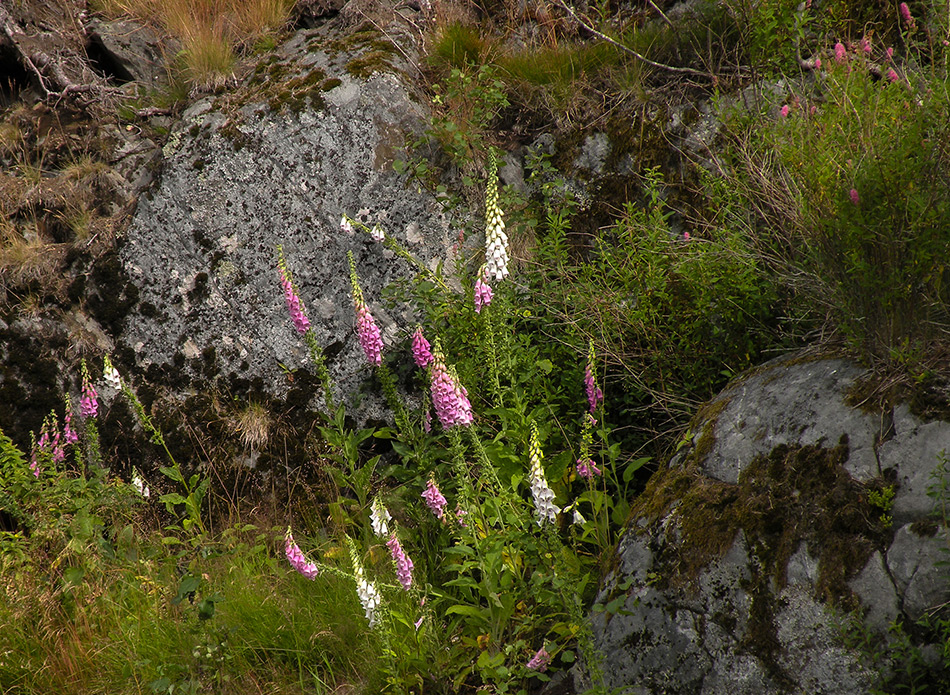 фото "Digitalis" метки: природа, путешествия, 