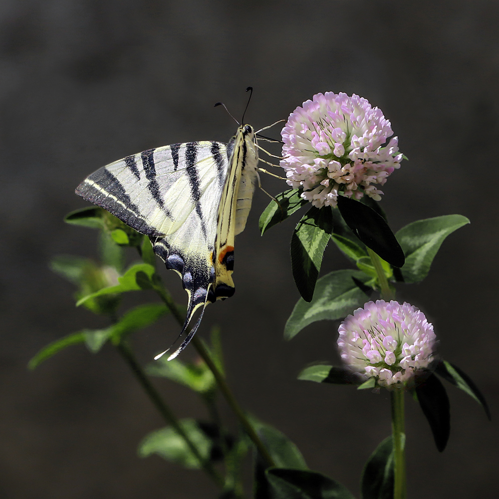 photo "***" tags: macro and close-up, butterfly, клевер