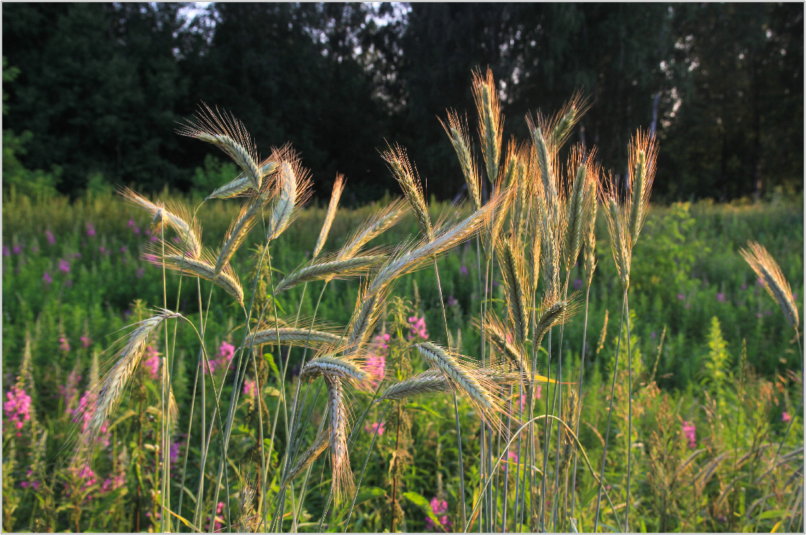 photo "Rye spikelets in july" tags: macro and close-up, summer, июль, колоски, рожь