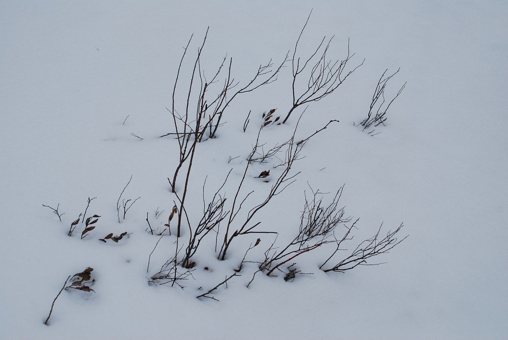 photo "Twigs" tags: nature, still life, snow twigs winter