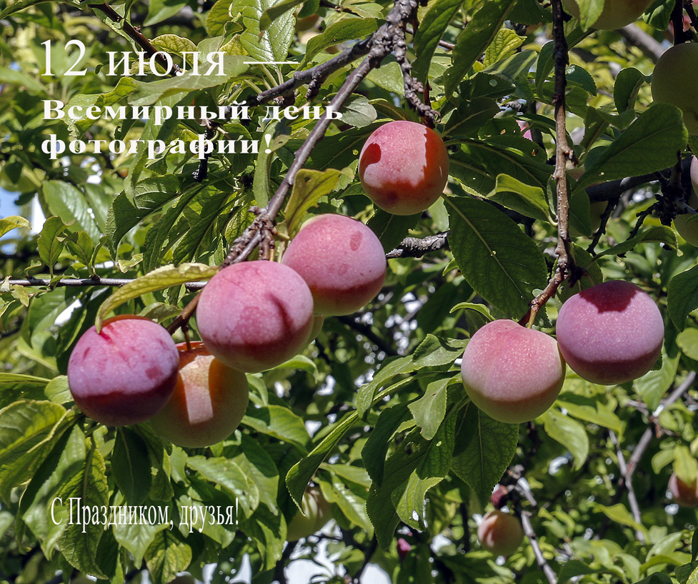 фото "С Праздником, друзья!" метки: природа, 