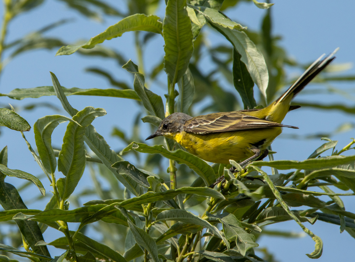 photo "***" tags: nature, bird, forest, summer, taiga, wild animals, жёлтая трясогузка, фотоохота