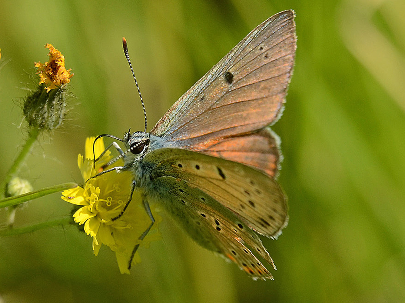 photo "***" tags: macro and close-up, butterfly, flowers, summer, мотылёк