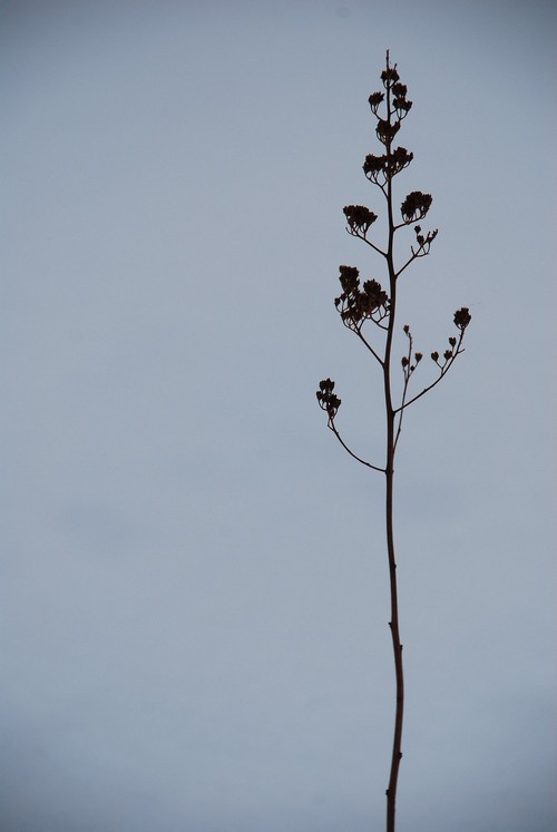 photo "==-" tags: nature, still life, plant, simple