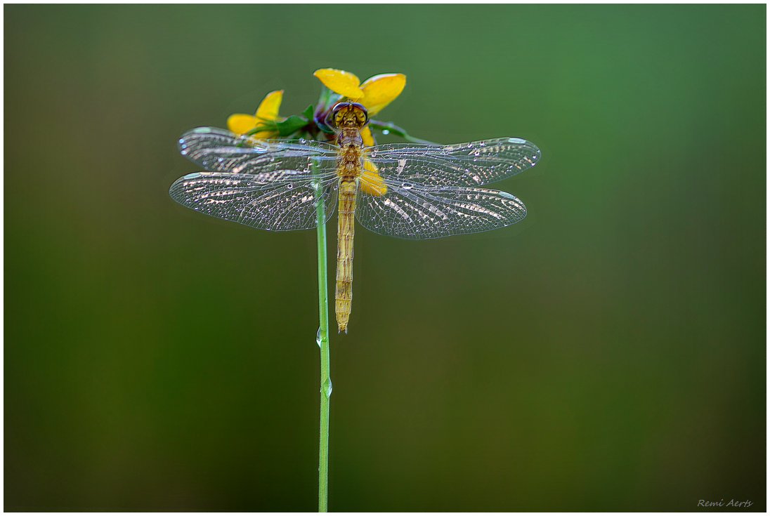 photo "***" tags: nature, macro and close-up, 