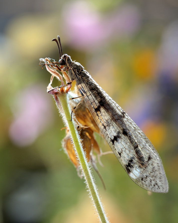 photo "***" tags: macro and close-up, 