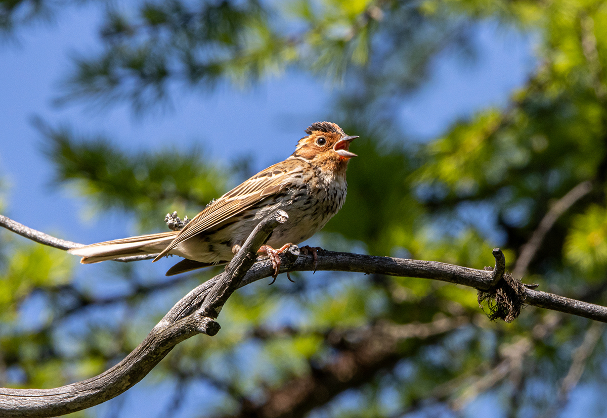 photo "***" tags: nature, bird, forest, summer, taiga, wild animals, овсянка-крошка, фауна, фотоохота