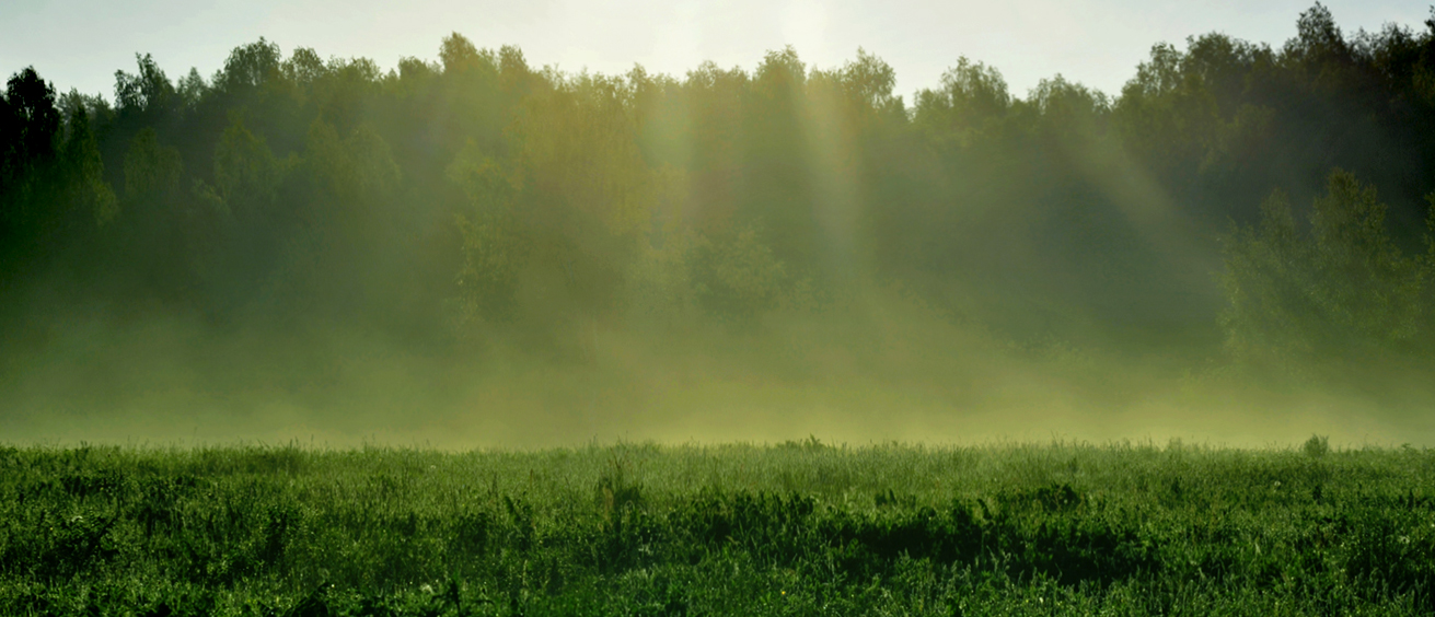 photo "***" tags: , field, fog, morning, summer, после дождя