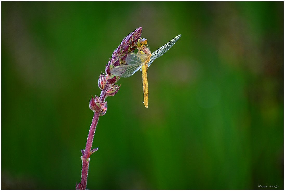 photo "***" tags: nature, macro and close-up, 