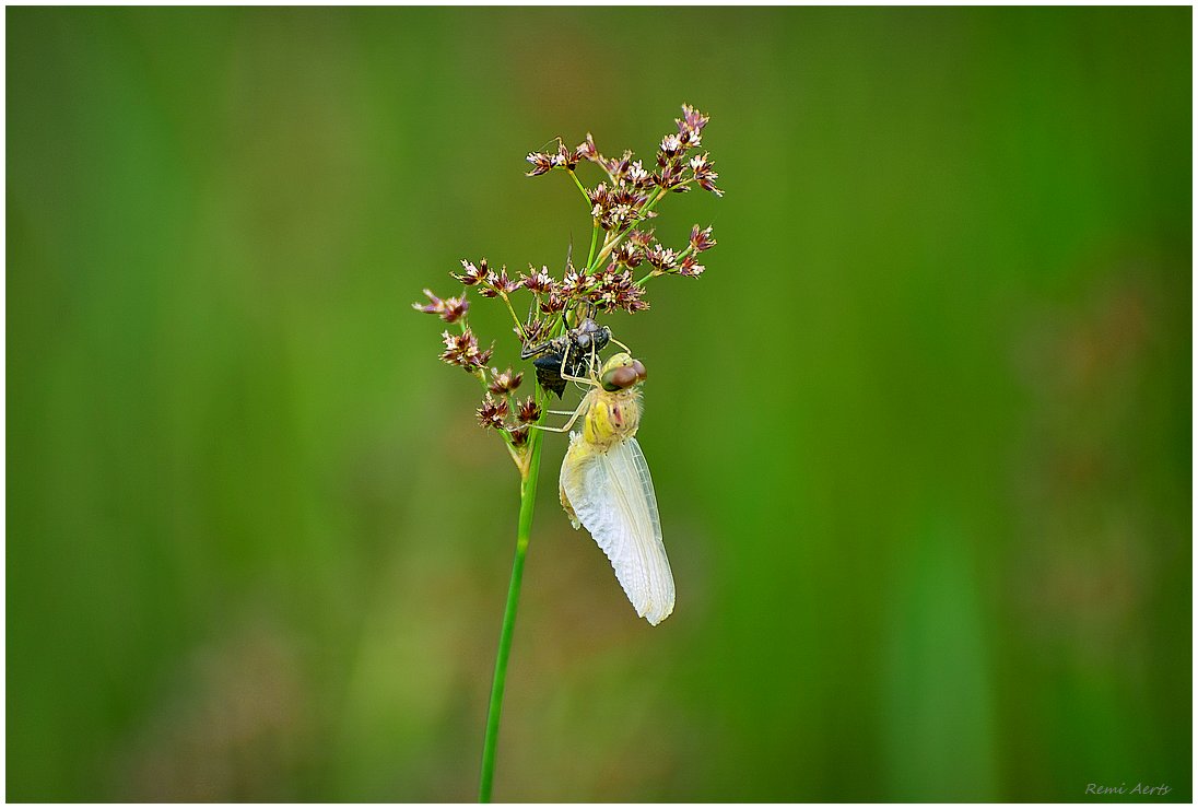 photo "***" tags: nature, macro and close-up, 