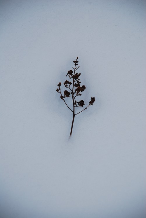 фото "==-" метки: природа, натюрморт, plant life, snow twigs winter, white, зима, растение, снег
