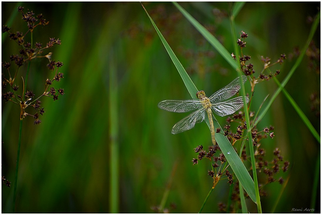 photo "***" tags: nature, macro and close-up, 