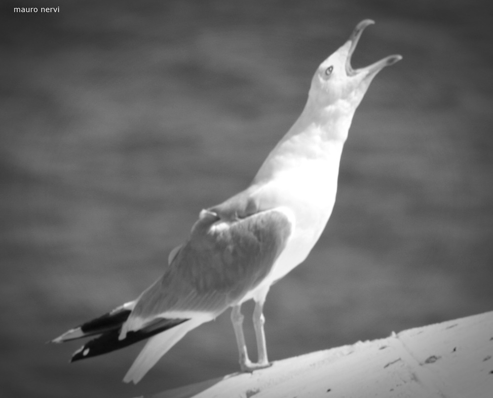 photo "seagull" tags: black&white, 