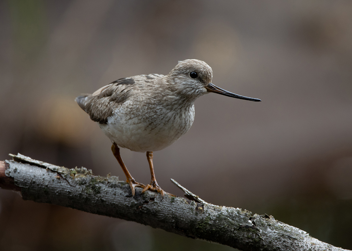 photo "***" tags: nature, bird, forest, taiga, кулик, мородунка, ручей, фауна, фотоохота