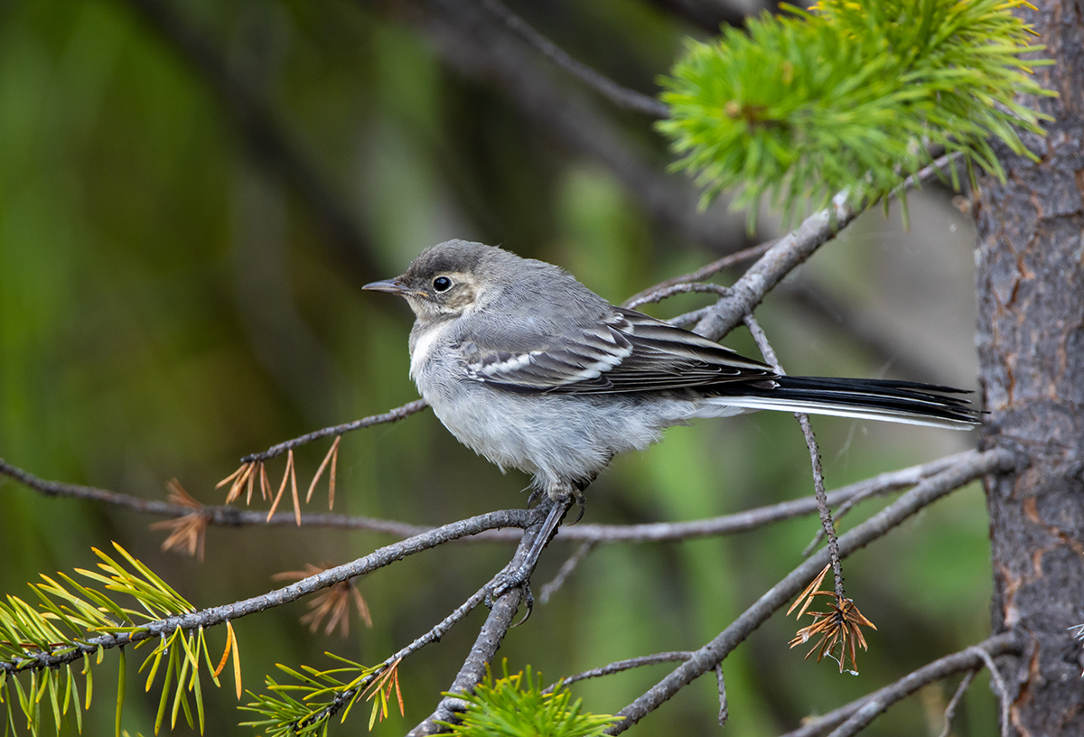 photo "***" tags: nature, bird, wild animals, белая трясогузка, птенец., фауна, фотоохота