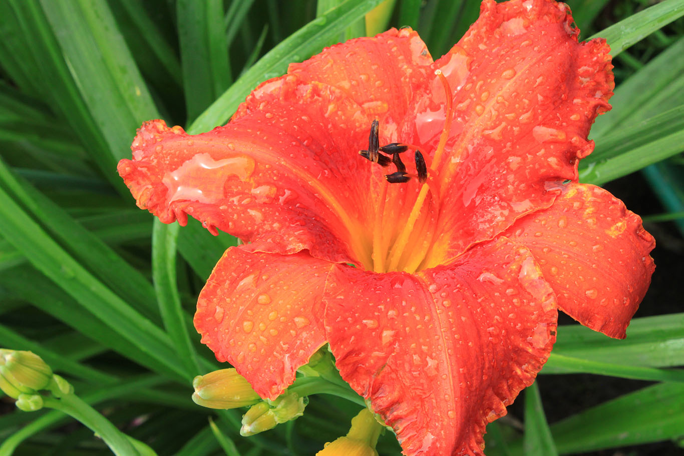 photo "***" tags: , 