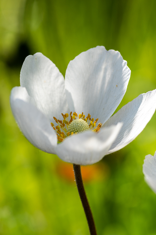 photo "***" tags: macro and close-up, 