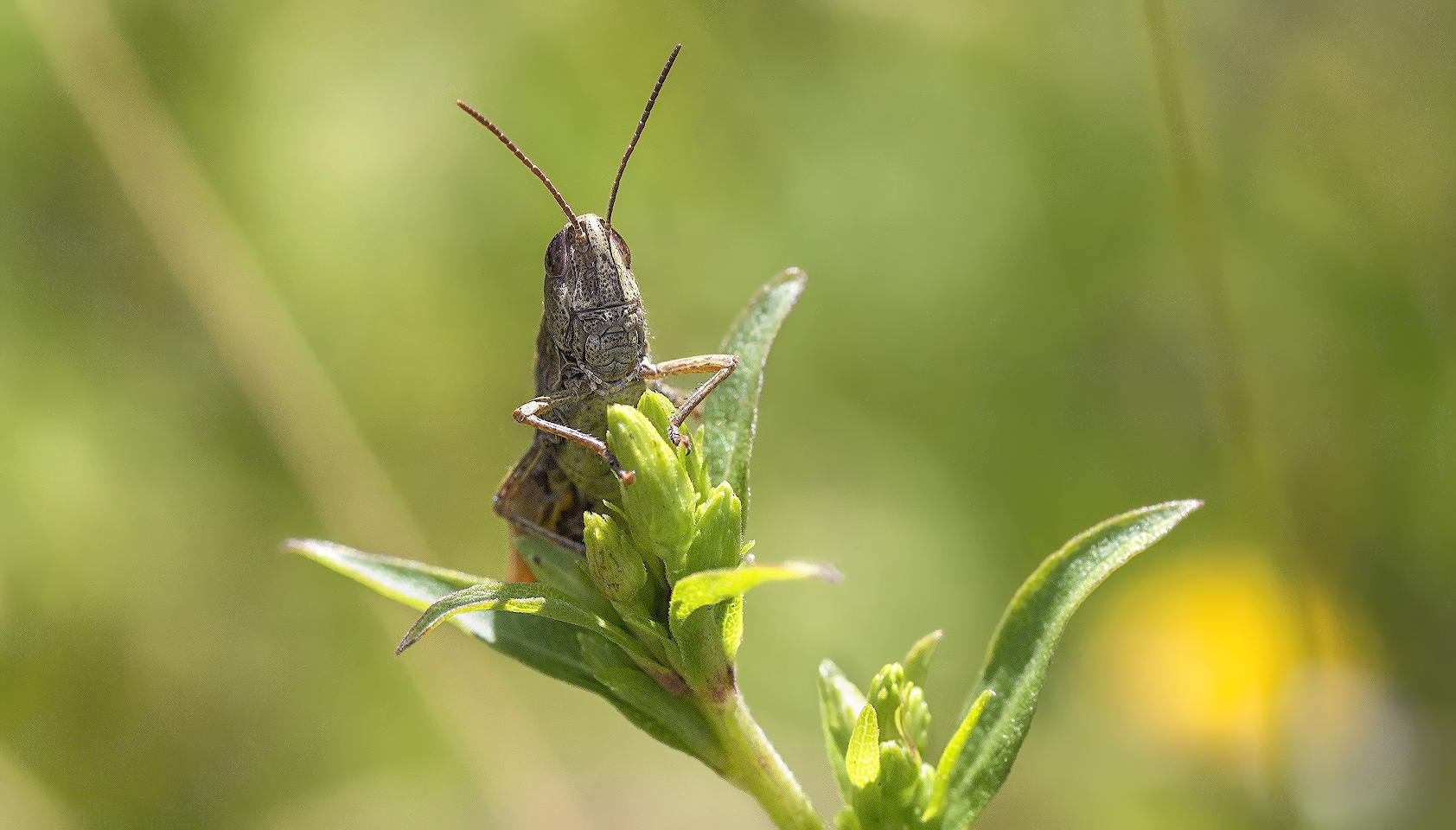 photo "***" tags: macro and close-up, 