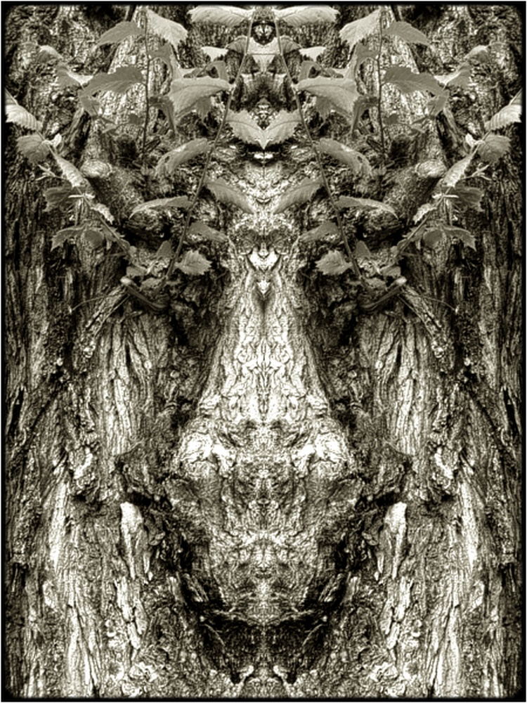 photo "moose-head" tags: digital art, macro and close-up, nature, bark, close-up, mirror, tree