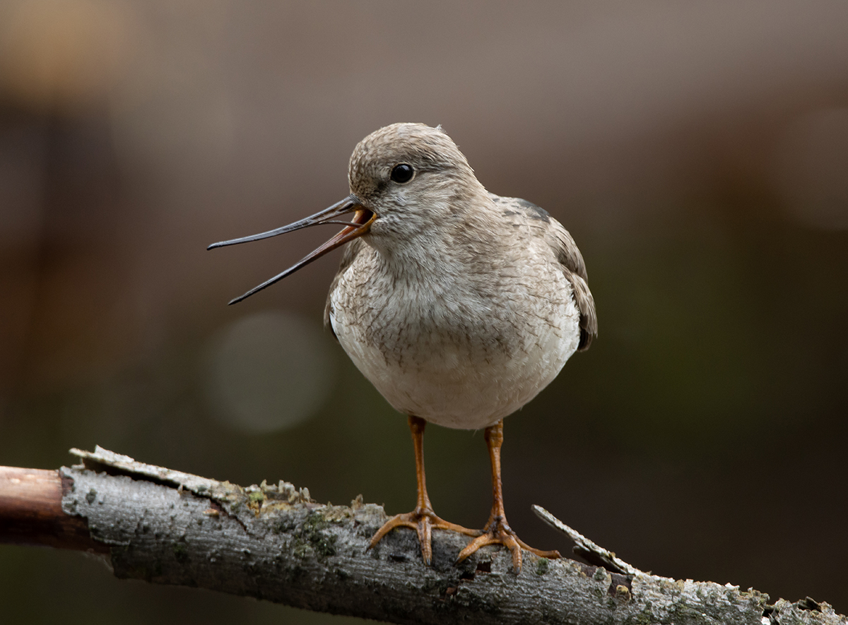 photo "Singer" tags: nature, bird, summer, wild animals, кулик, мородунка, ручей, фауна, фотоохота