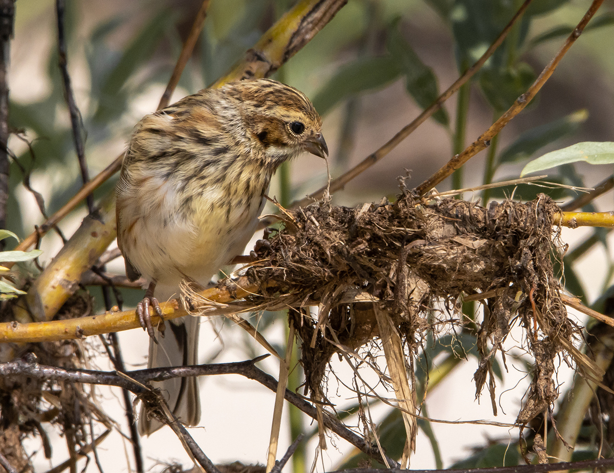 photo "hostess" tags: nature, portrait, genre, bird, summer, wild animals, камышовая овсянка, фауна, фотоохота