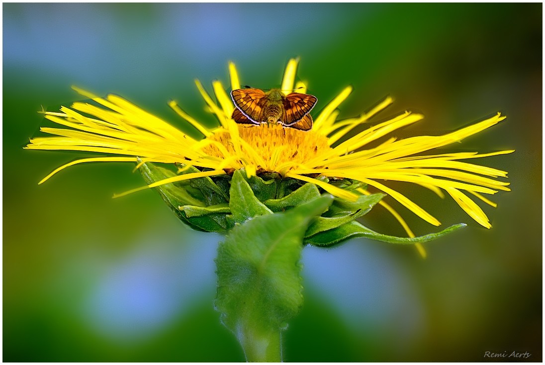 photo "***" tags: nature, macro and close-up, 