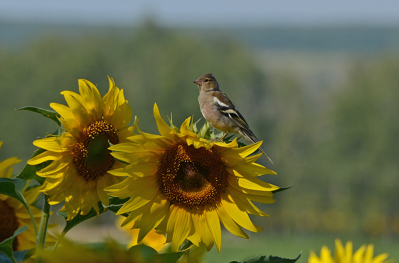 photo "***" tags: nature, field, summer, sunflowers, птицы