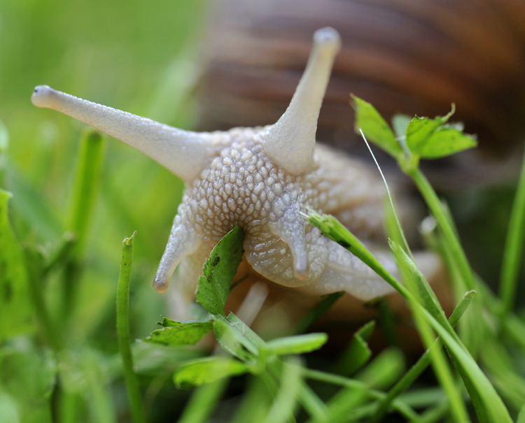 photo "***" tags: nature, macro and close-up, morning, summer