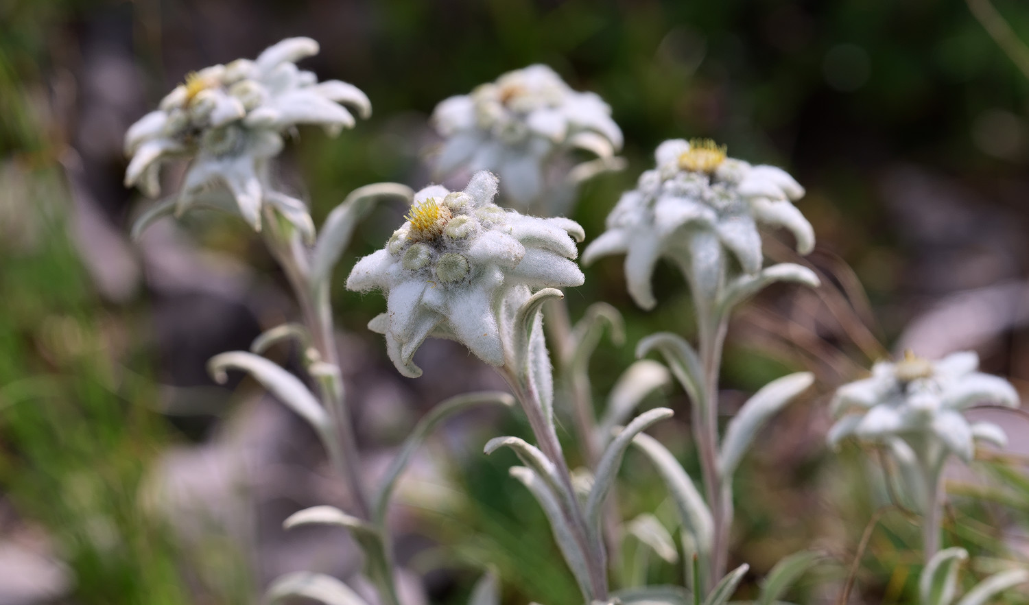 фото "Leontopodium alpinum ...s" метки: природа, макро и крупный план, 