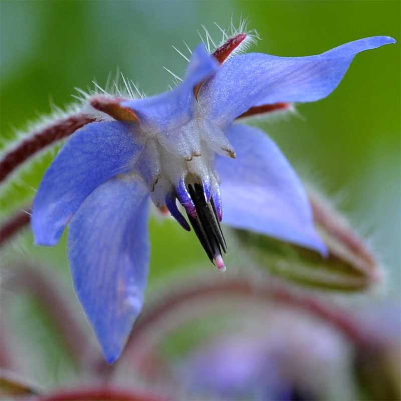 photo "***" tags: macro and close-up, flowers, summer