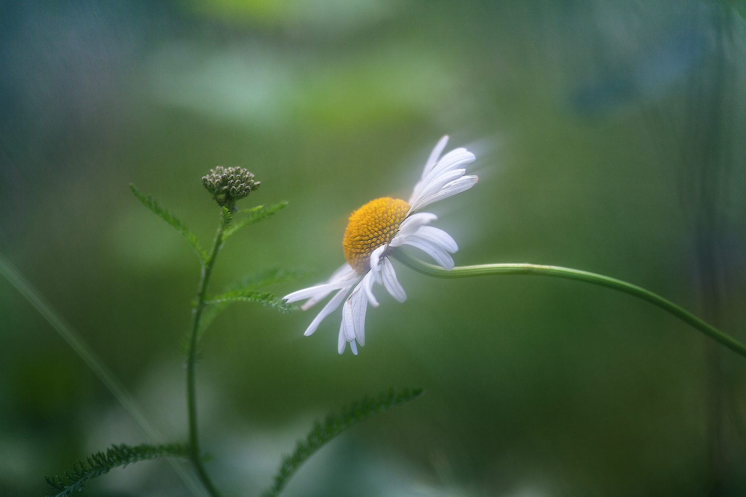 photo "***" tags: macro and close-up, 